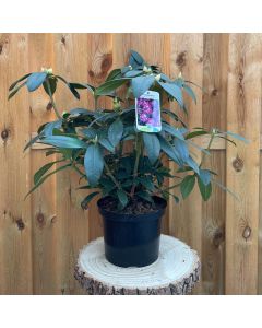 Rhododendron Alfred