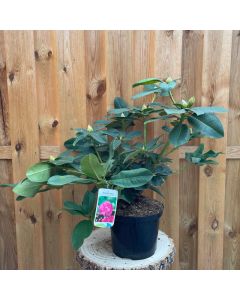 Rhododendron Germania