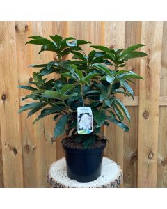 Rhododendron Gomer Waterer