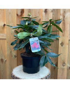 Rhododendron Halfdan Lem