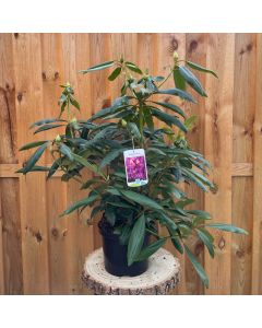Rhododendron Marcel Menard