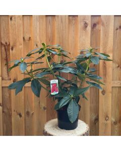 Rhododendron Markeetas Prize
