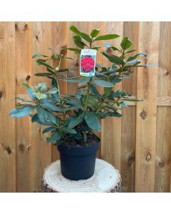 Rhododendron Nove Zembla