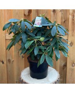 Rhododendron Percy Wiseman