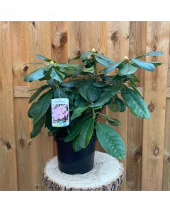 Rhododendron Scintillation