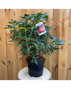 Rhododendron Scyphocalix