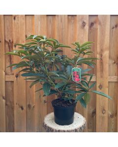 Rhododendron Wilgens Ruby