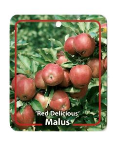 Malus Domestica 'Red Delicous'
