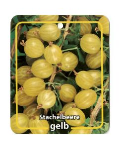 Ribus Uva-Crispa 'Stachelbeere Gelb'