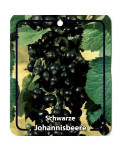 Ribus Nigrum 'Schwarze Johannisbeeren'