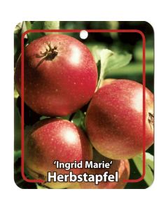 Malus Domestica 'Ingrid Marie'