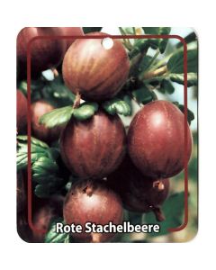 Ribus Uva-Crispa 'Rote Stachelbeere'