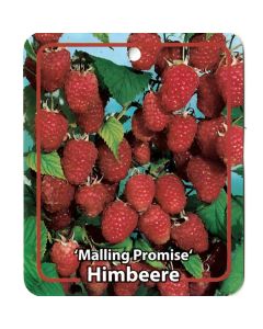 Rubus Idaeus 'Malling Promise'