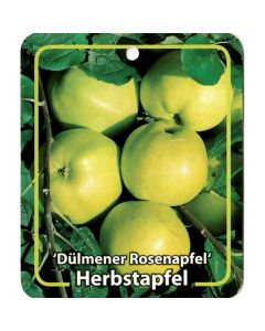 Malus Domestica 'Dülmener Rosenapfel'