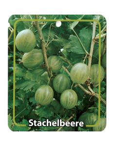 Ribus Uva-Crispa 'Grüne Stachelbeere'