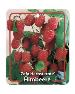 Rubus Idaeus 'Zefa Herbsternte'