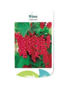 Ribus Rubrum