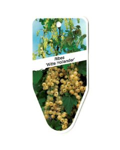 Ribes 'Witte Hollander'