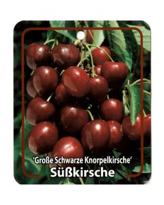 Prunus Avium 'Große Schwarze Knorpelkirsche'