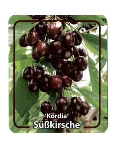 Prunus Avium 'Kordia'