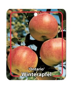 Malus Domestica 'Ontario'