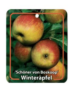 Malus Domestica 'Schöner von Boskoop'