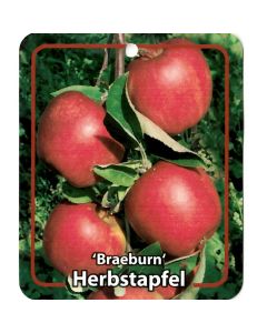 Malus Domestica 'Braeburn'
