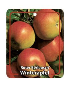 Malus Domestica 'Roter Berlepsch'