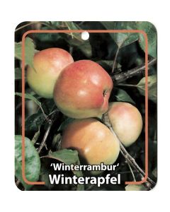 Malus Domestica 'Winterrambur'