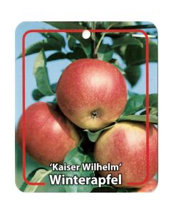 Malus Domestica 'Kaiser Wilhelm'