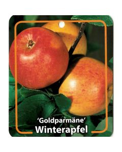 Malus Domestica 'Goldparmäne'