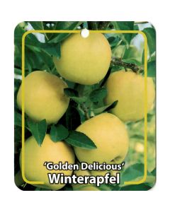 Malus Domestica 'Golden Delicious'