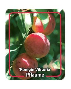 Prunus Domestica 'Königin Viktoria'