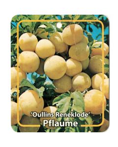 Prunus Domestica 'Oullins Reneklode'