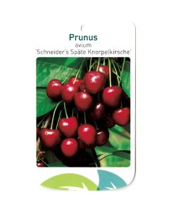 Prunus Avium 'Scjneider's Späte Knorpelkirsche'
