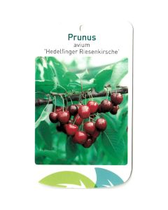 Prunus Avium 'Hedelfinger Riesenkirsche'