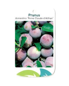 Prunus Domestica 'Reine Claude d'Althan'