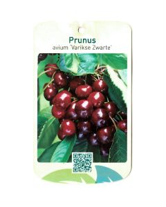 Prunus Avium 'Varikse Zwarte'