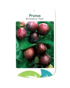 Prunus Domestica 'Opal'