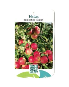 Malus Domestica 'Elstar'