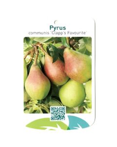 Pyrus Communis 'Clapp's Favourite'