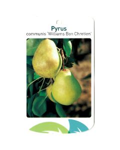 Pyrus Communis 'Williams Bon Chretien'