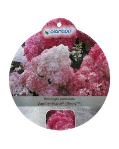 Hortensia Paniculata Vanille-Fraise