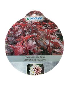 Physocarpus Lady in Red