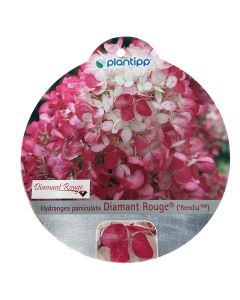 Hortensia Paniculata Diamant Rouge