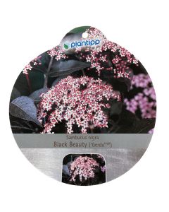 Sambucus nigra Black Beauty