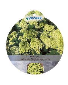 Hortensia Paniculata Mojito