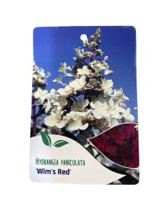 Hortensia Paniculata Wim's Red