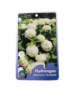 Hortensia Arborescens Annabelle