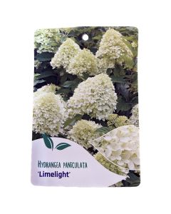 Hortensia Paniculata Limelight